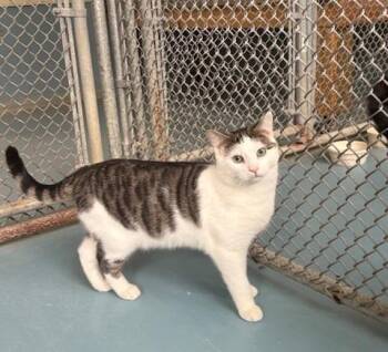 Domestic Short Hair Cats Available for Adoption - Sammy | PetCurious