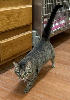 Domestic Short Hair Cats Available for Adoption in Mauston, Wisconsin - Jade | PetCurious