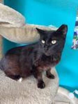 Rescue Domestic Short Hair Cats for Adoption in Chico, California - Marvin | PetCurious