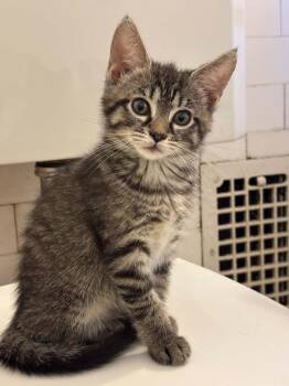 Willow -  Domestic Short Hair Cat for Adoption in Pittsburgh, Pennsylvania - Willow | PetCurious