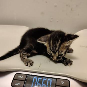 Mimi -  Domestic Short Hair Cat for Adoption in Coos Bay, Oregon - Mimi | PetCurious