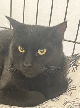 Domestic Short Hair Cats Available for Adoption in Lunenburg, Massachusetts - Ziggy | PetCurious