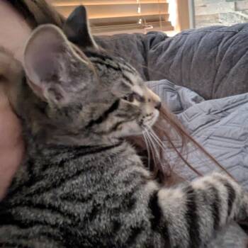Freddy -  Domestic Short Hair Cat for Adoption in Traverse City, Michigan - Freddy | PetCurious