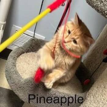 Pineapple -  Domestic Medium Hair Cat for Adoption in Fargo, North Dakota - Pineapple | PetCurious
