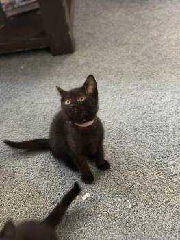 Rescue Domestic Short Hair Cats for Adoption - Eileen | PetCurious