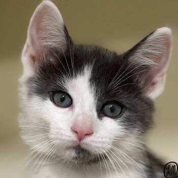 Lucky -  Domestic Short Hair Cat for Adoption in Victor, New York - Lucky | PetCurious