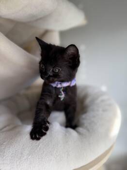 Char -  Domestic Short Hair Cat for Adoption in Fredericksburg, Virginia - Char | PetCurious