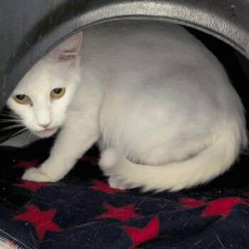 Snow -  Domestic Short Hair Cat for Adoption in New York, New York - Snow | PetCurious