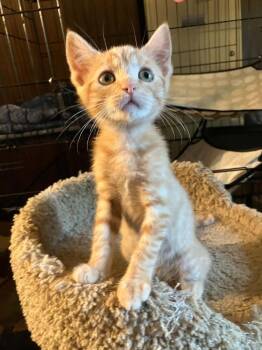 Sashimi -  Domestic Short Hair Cat for Adoption in Milton, Delaware - Sashimi | PetCurious