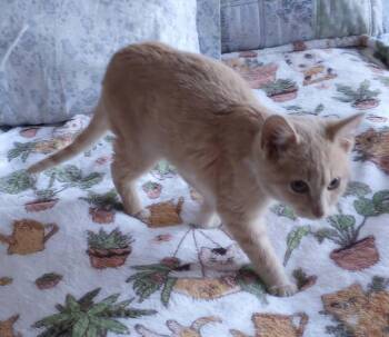 Tabby Cats Available for Adoption - Spice | PetCurious