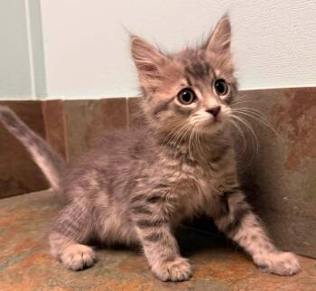 New York -  Domestic Short Hair Cat for Adoption in Columbus, Nebraska - New York | PetCurious