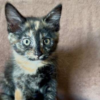 Rescue Domestic Short Hair Cats for Adoption in Long Beach, California - Skitty | PetCurious