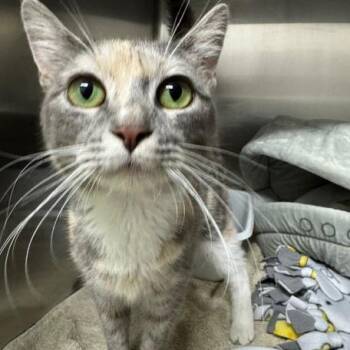 Domestic Short Hair Cats Available for Adoption in Edwardsville, Illinois - Cheri Bomb | PetCurious