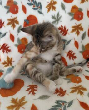 Rescue Domestic Short Hair Cats for Adoption in Kenosha, Wisconsin - Darlene | PetCurious