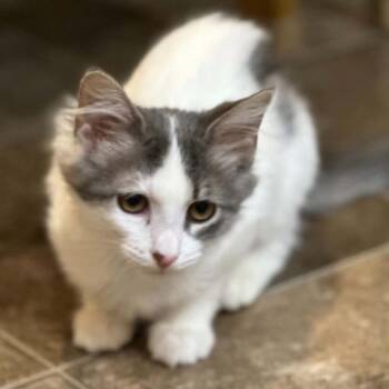Jacqui -  Domestic Medium Hair Cat for Adoption in Wappingers Falls, New York - Jacqui | PetCurious