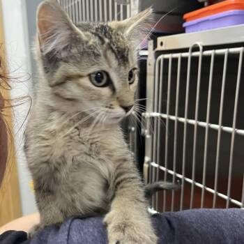 Erie -  Domestic Short Hair Cat for Adoption in Idaho Falls, Idaho - Erie | PetCurious