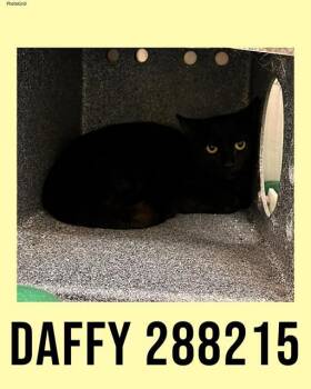 Domestic Short Hair Cats Available for Adoption in Macon, Georgia - DAFFY | PetCurious