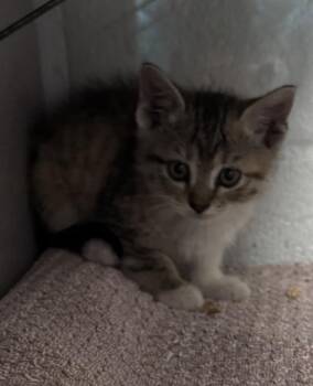 Aria -  Domestic Short Hair Cat for Adoption in Salt Lake City, Utah - Aria | PetCurious