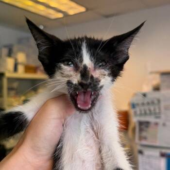 Pothos 30 -  Domestic Short Hair Cat for Adoption in Austin, Texas - Pothos 30 | PetCurious