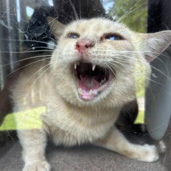 OLD REIDSVILLE -  Domestic Short Hair Cat for Adoption in Greensboro, North Carolina - OLD REIDSVILLE | PetCurious