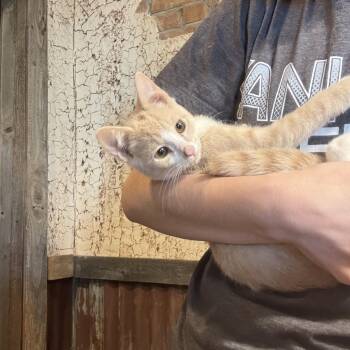 Rescue Domestic Short Hair Cats for Adoption in Pottsboro, Texas - Alexander | PetCurious
