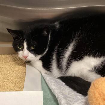 Kitty 2 -  Domestic Short Hair Cat for Adoption in Tampa, Florida - Kitty 2 | PetCurious