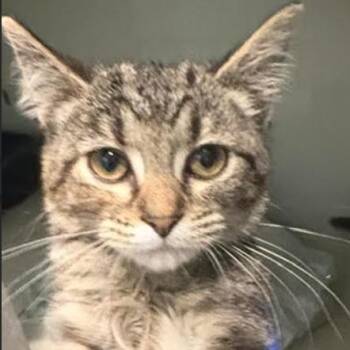 Persimmon (26-6154) -  Domestic Short Hair Cat for Adoption in Gordonsville, Tennessee - Persimmon (26-6154) | PetCurious