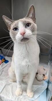Morgana -  Siamese and Domestic Short Hair Cat for Adoption in Yorkville, Illinois - Morgana | PetCurious