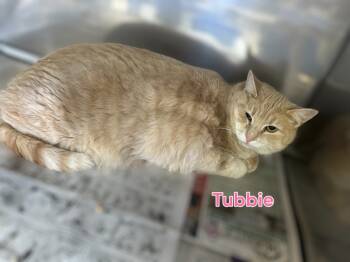 Rescue Domestic Short Hair Cats for Adoption in Jim Thorpe, Pennsylvania - Tubbie | PetCurious