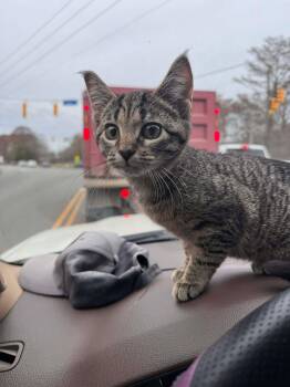 Domestic Short Hair Cats Available for Adoption - Belle | PetCurious