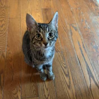 ANANDA -  Domestic Short Hair Cat for Adoption in Delhi, Ontario - ANANDA | PetCurious