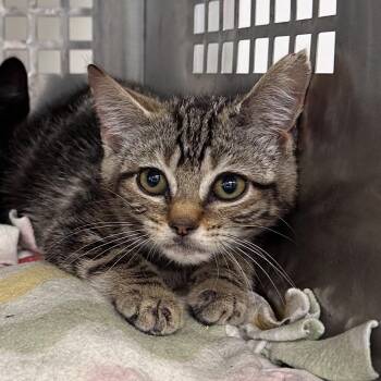 Stormy -  Domestic Short Hair Cat for Adoption in Mount Vernon, Indiana - Stormy | PetCurious