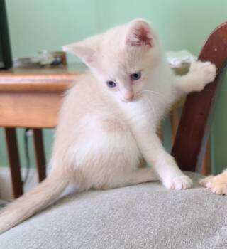 Mason -  Domestic Short Hair Cat for Adoption in Portland, Indiana - Mason | PetCurious