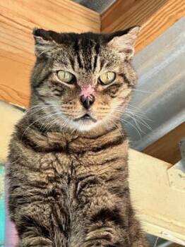 Rescue Domestic Short Hair Cats for Adoption in Key West, Florida - Winslow | PetCurious