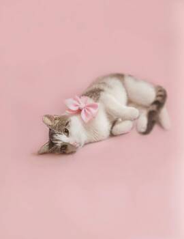 Rescue Domestic Short Hair Cats for Adoption in West Lawn, Pennsylvania - Carly | PetCurious