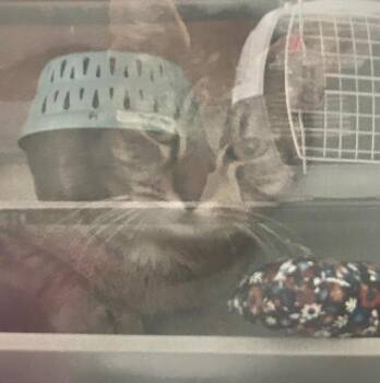 Domestic Short Hair Cats Available for Adoption in Dayton, Minnesota - Bamboo | PetCurious