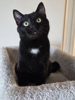 Domestic Short Hair Cats Available for Adoption - O