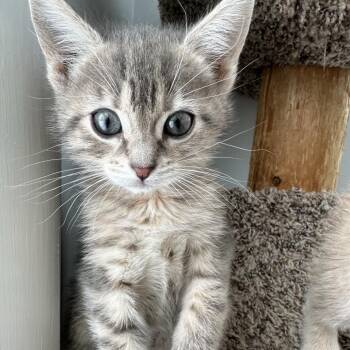 Domestic Short Hair and Manx Cats Available for Adoption - Baby Anchovy | PetCurious