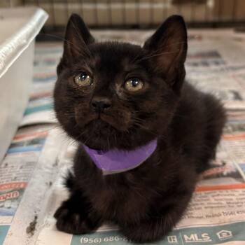 Picante -  Domestic Short Hair Cat for Adoption in San Antonio, Texas - Picante | PetCurious
