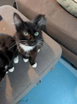 Tippy -  Domestic Short Hair Cat for Adoption in Vancouver, Washington - Tippy | PetCurious