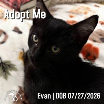 Evan -  Domestic Short Hair and Bombay Cat for Adoption in Hermosa Beach, California - Evan | PetCurious