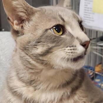 Domestic Short Hair Cats Available for Adoption in Corsicana, Texas - Sterling K46998 | PetCurious