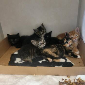 Salty Whiskers -  Domestic Short Hair Cat for Adoption in Westminster, California - Salty Whiskers | PetCurious