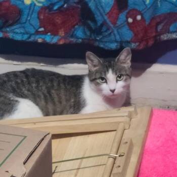 Tyson -  Domestic Short Hair Cat for Adoption in Philadelphia, Pennsylvania - Tyson | PetCurious