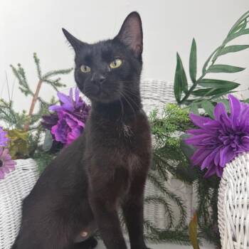 NIMBY L Cuppance 56525 -  Domestic Short Hair Cat for Adoption in Eaton Rapids, Michigan - NIMBY L Cuppance 56525 | PetCurious
