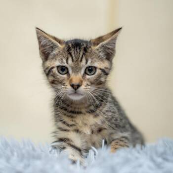 Maui -  Domestic Short Hair Cat for Adoption in Gainesville, Georgia - Maui | PetCurious