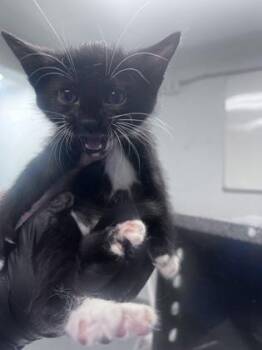 Onyx -  Domestic Short Hair Cat for Adoption in Daytona Beach, Florida - Onyx | PetCurious