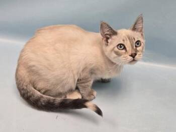 Moonstone -  Domestic Short Hair Cat for Adoption in Minneapolis, Minnesota - Moonstone | PetCurious