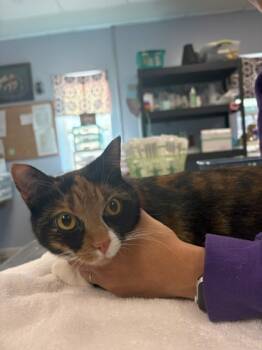 Rescue Domestic Short Hair Cats for Adoption in Morristown, New Jersey - Hazel | PetCurious