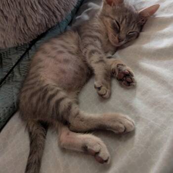 Ciaran -  Domestic Short Hair Cat for Adoption in Philadelphia, Pennsylvania - Ciaran | PetCurious